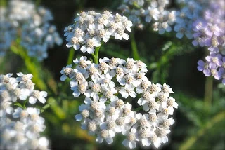 april-danann-Yarrow-in-the-garden.jpg