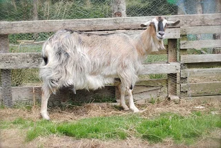 april-danann-goat-Blossom-June-2013.jpg