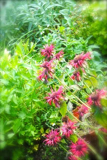 Bergamot in garden.jpg