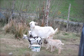 april-danann-Goat-with-3 kids.jpg