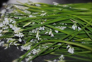 april-danann-Wild-Garlic.jpg