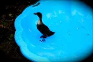 april-danann-Baby-Duck.jpg