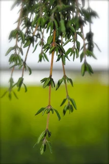 april-danann-thyme.jpg