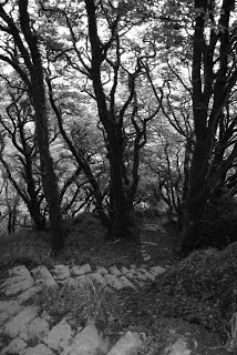 april-danann-Lough-Hyne-Path.jpg
