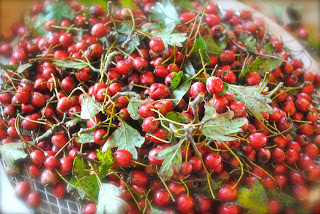 april-danann-Hawthorne-berries.jpg
