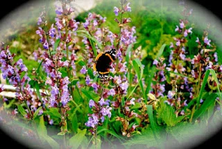 aprill-danann-Butterfly-Garden.jpg
