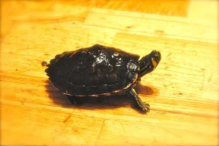 april-danann-turtle.jpg