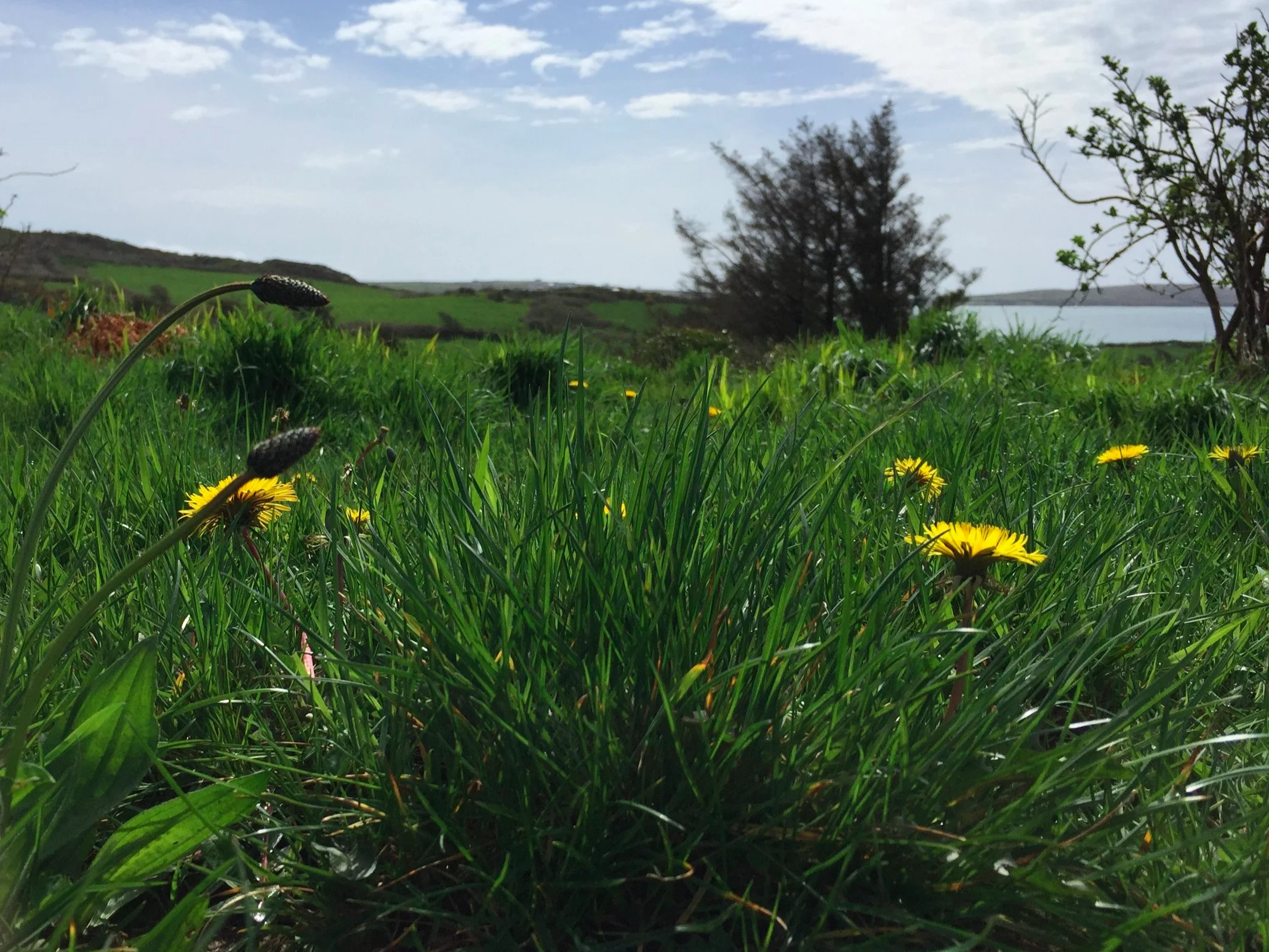 april-danann-dandelions.jpg