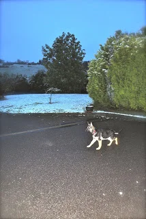 Snow 21 Jan 2013 Leap .jpg