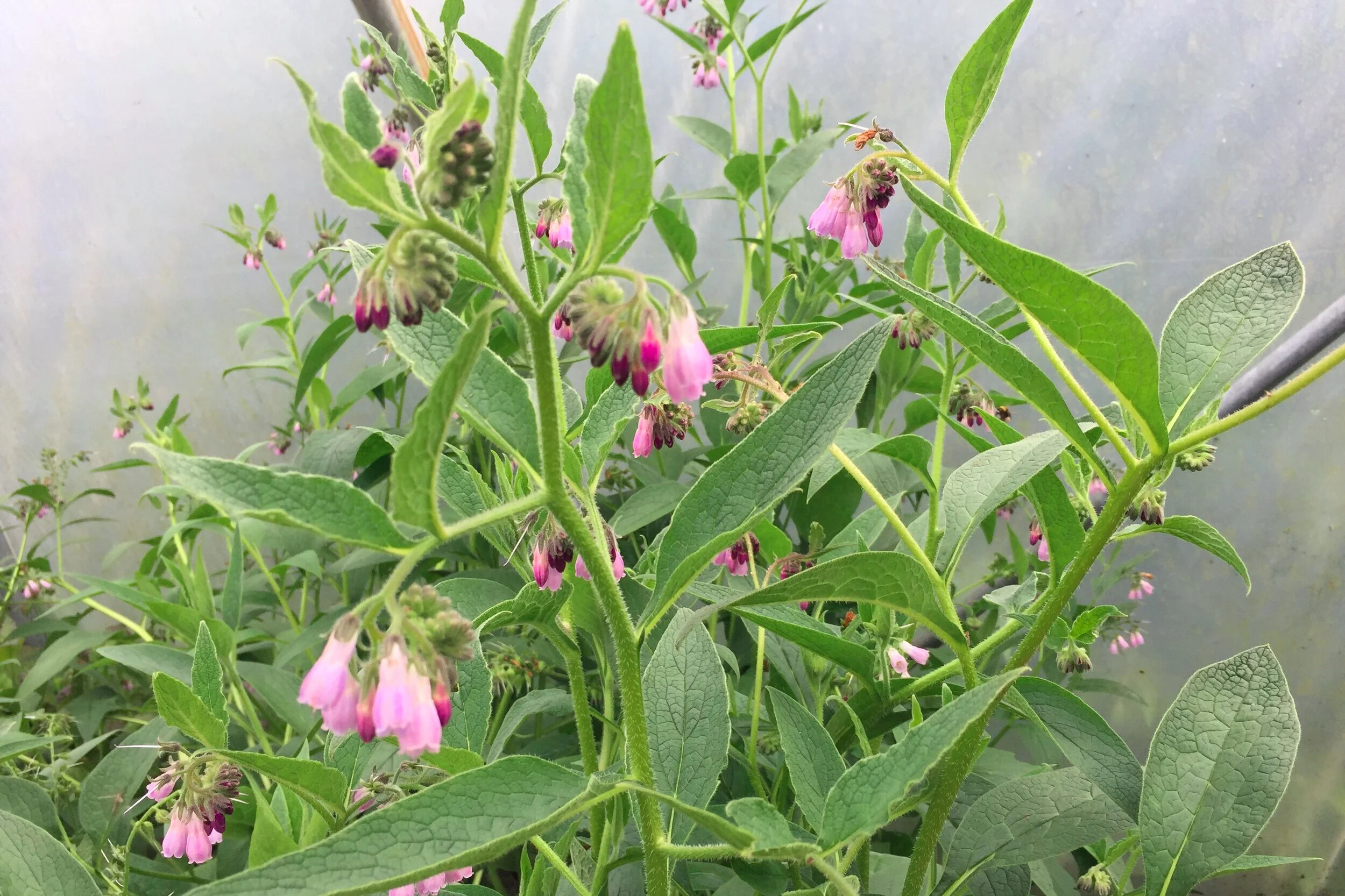 april-danann-comfrey-plant.jpg