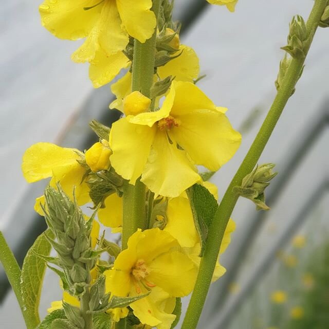 Flowers in the tunnel, one of the prettiest this time of year. Love mullein for its gentle properties and soothing affect on all lung, respiratory and coughs and for me, it's always a remedy for sore throat. Mullein oil is great for ears and many ski