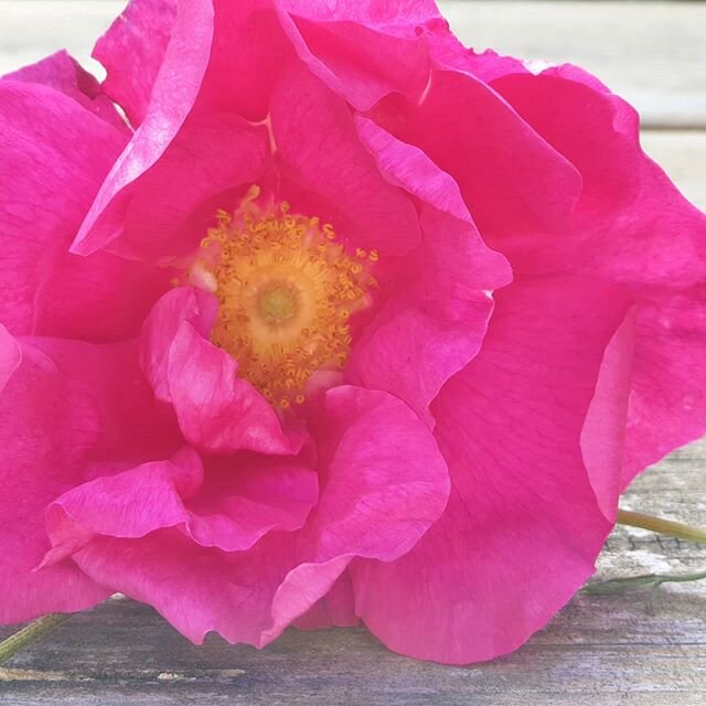 Yesterday in pictures 🌿
.
A new crouch from the fox ... his magpie friend showed up with 6 babies and they ate all his food 🤷&zwj;♀️
.
Apothecary Roses in bloom in the herb garden and our young very early rising roo 🤪
.
Sigh
.
.
.
#nature #goodvib