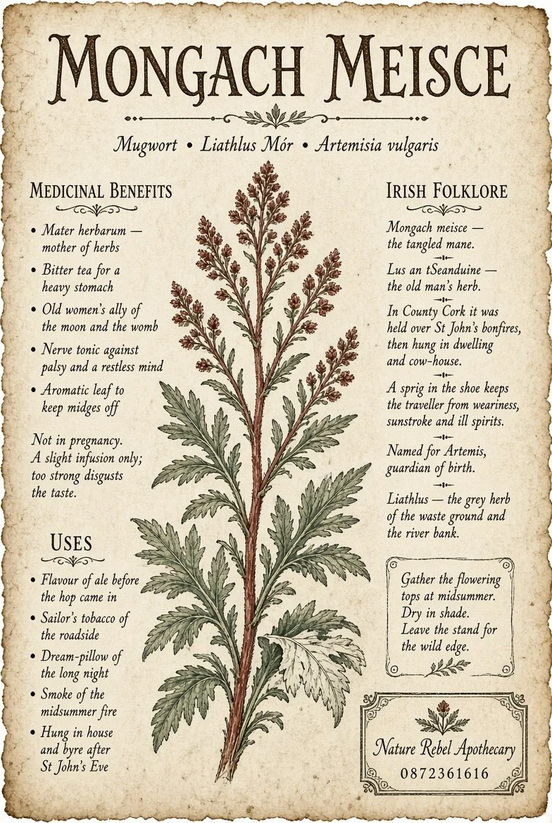 Herb Library Mugwort.jpg