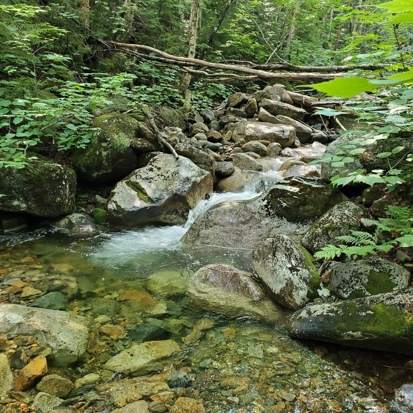 HIKE THE WHITES 4000FTs
☆ Tom: 4051ft
☆ Wiley: 4250ft
☆ Field: 4340ft

&bull; 10.3miles, ~3200ft elevation gain 

&bull; Vistas: 0
&bull; Waterfalls: Many
&bull; Mud: Lots
&bull; Water crossings: 5

LOGISTICS:  this was a good hike, footing required 