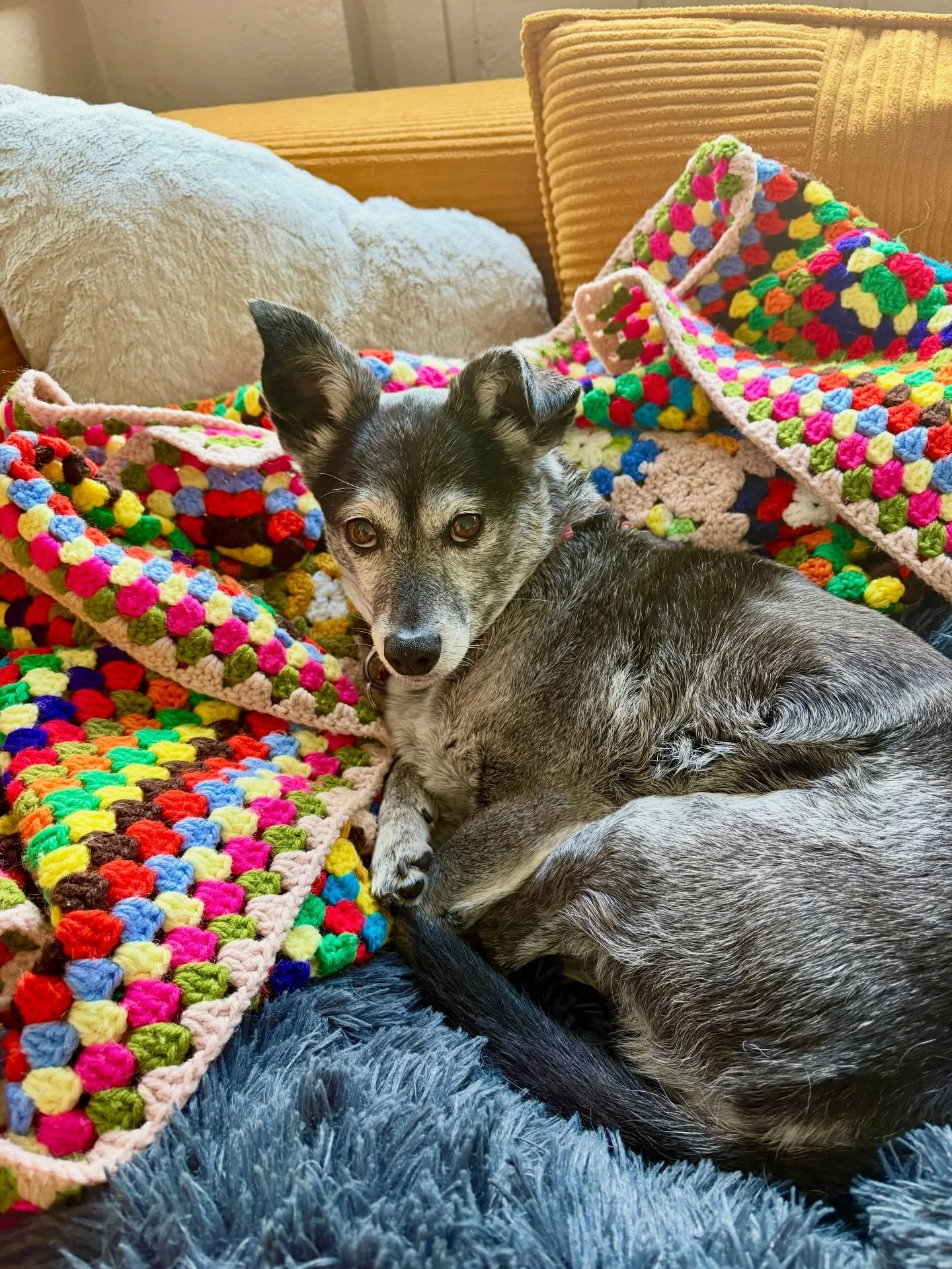 Saturday morning snuggles. 💗 

#bella #furkid #cozy