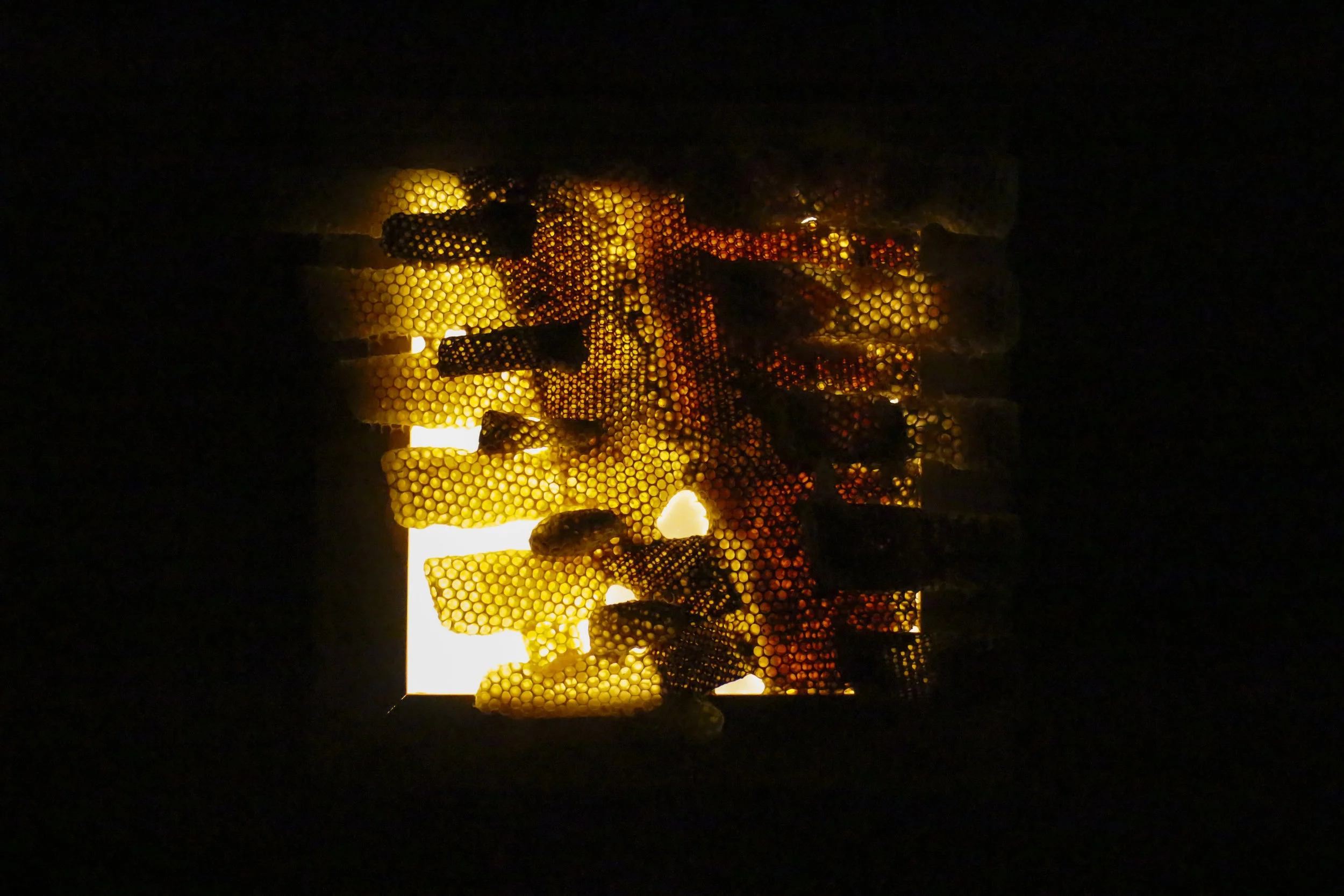 Bee Space C, an Homage to Carl