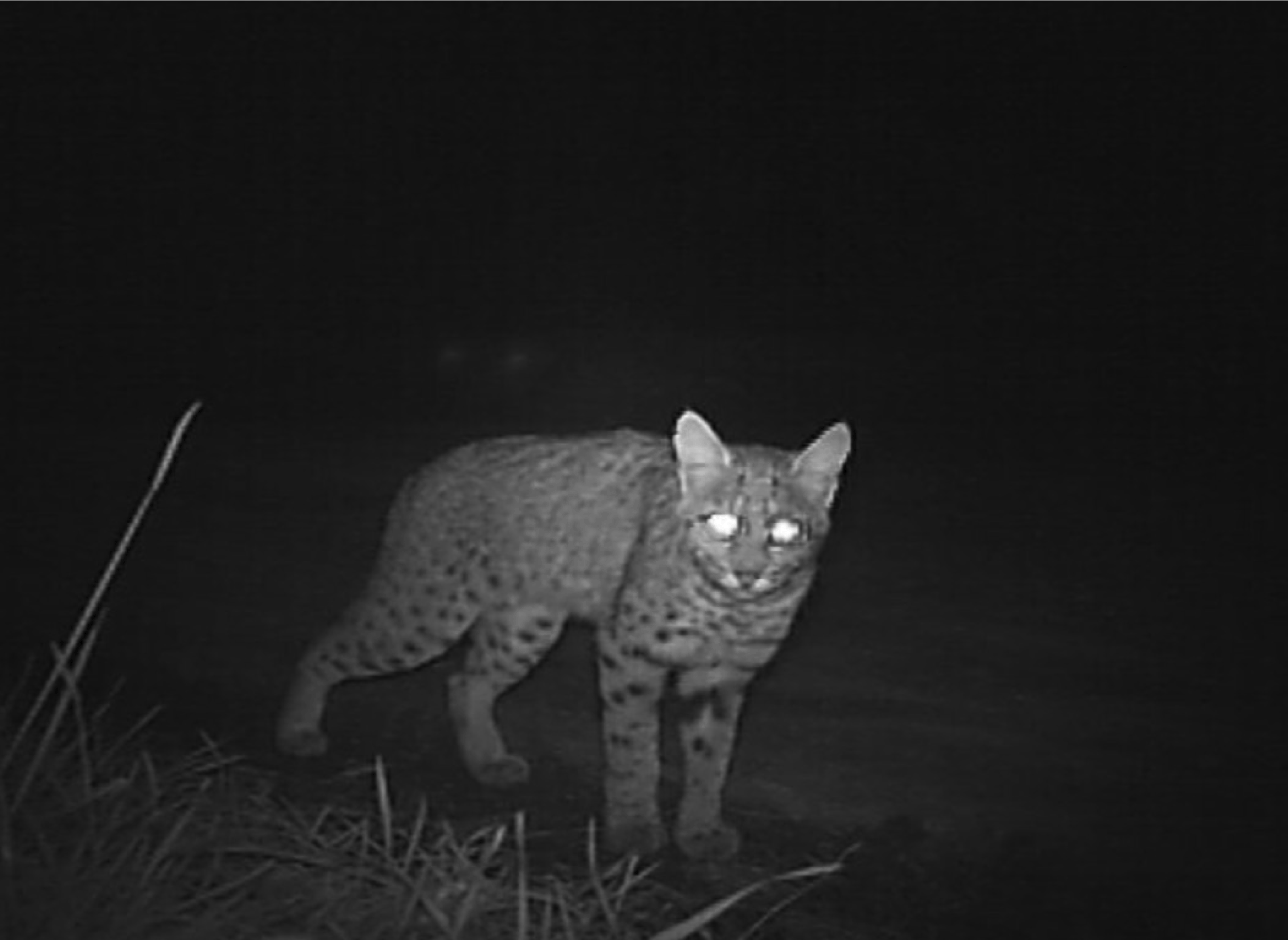 Bobcat at Rodeo West