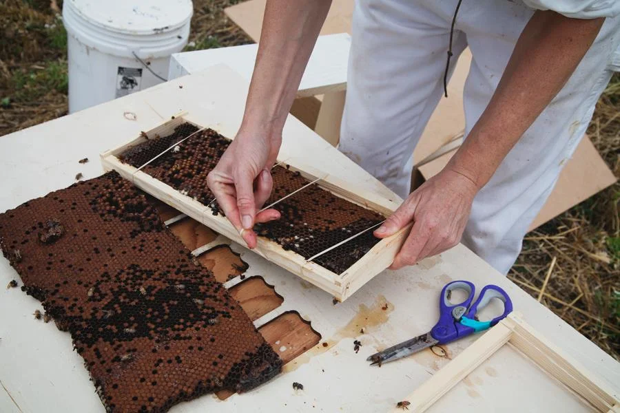 Inspired by the adaptability of bees