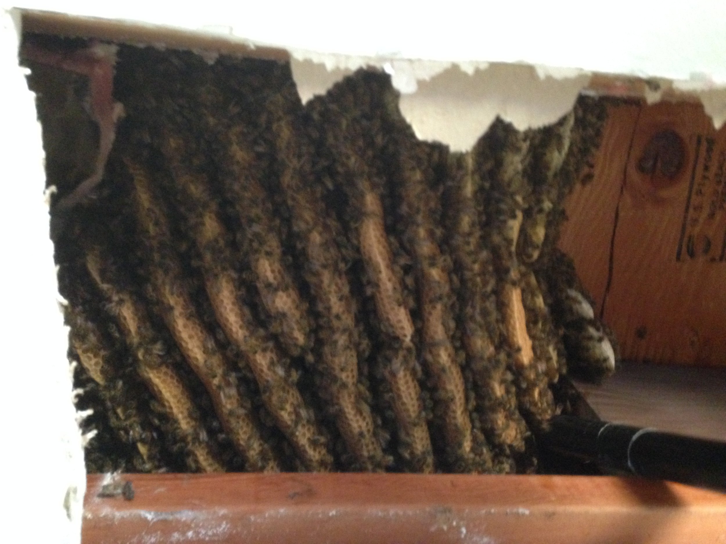 Bees in the floor