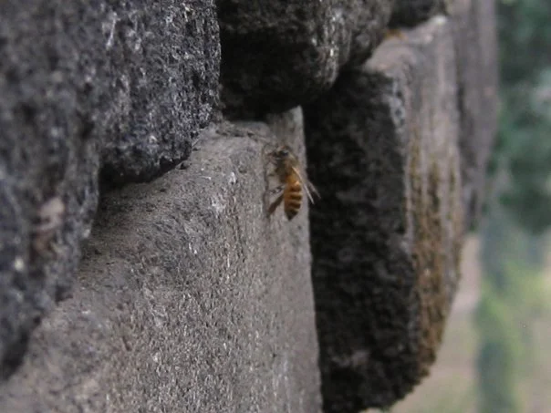 Temple Bees