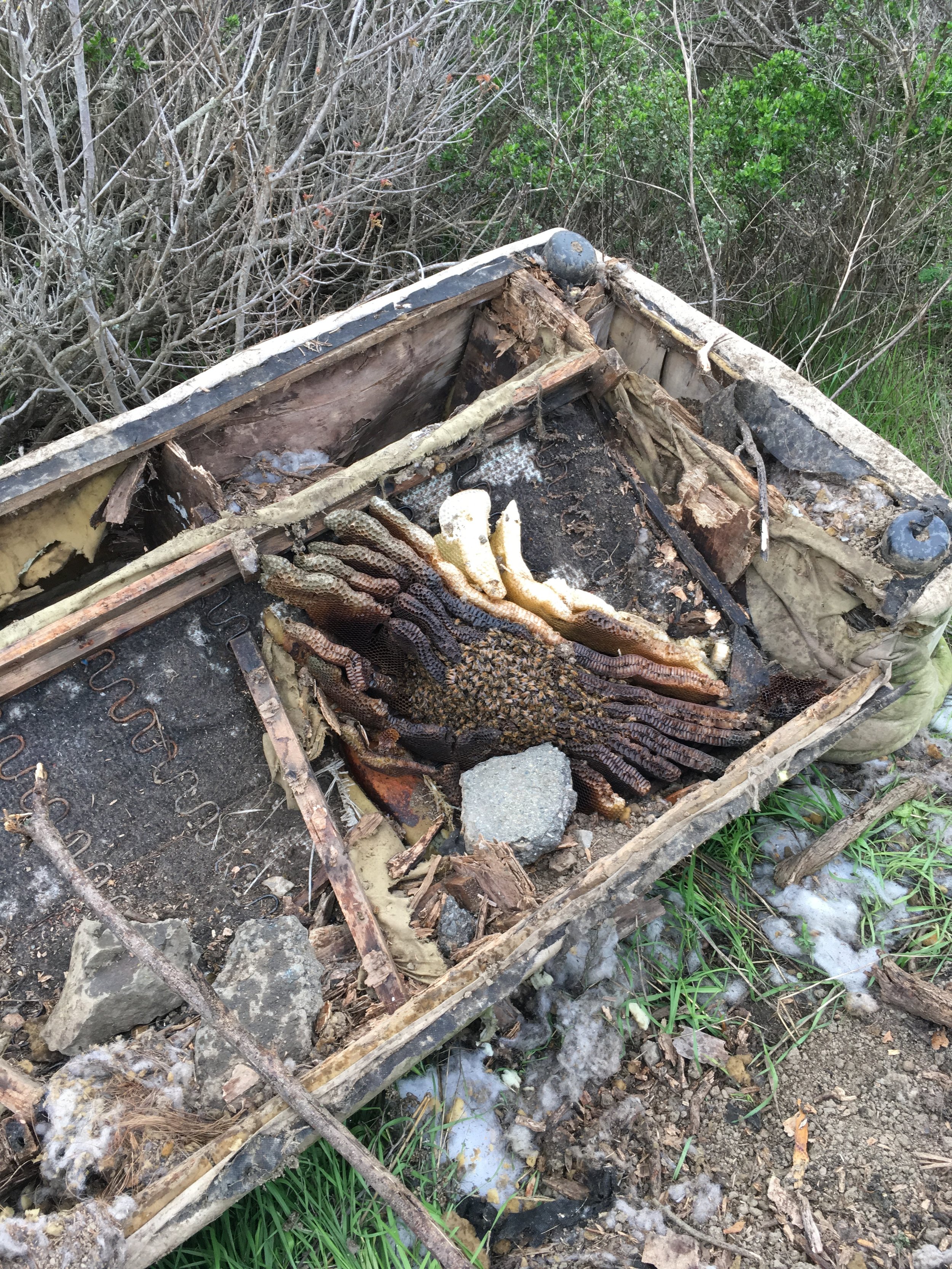 Bees in a couch