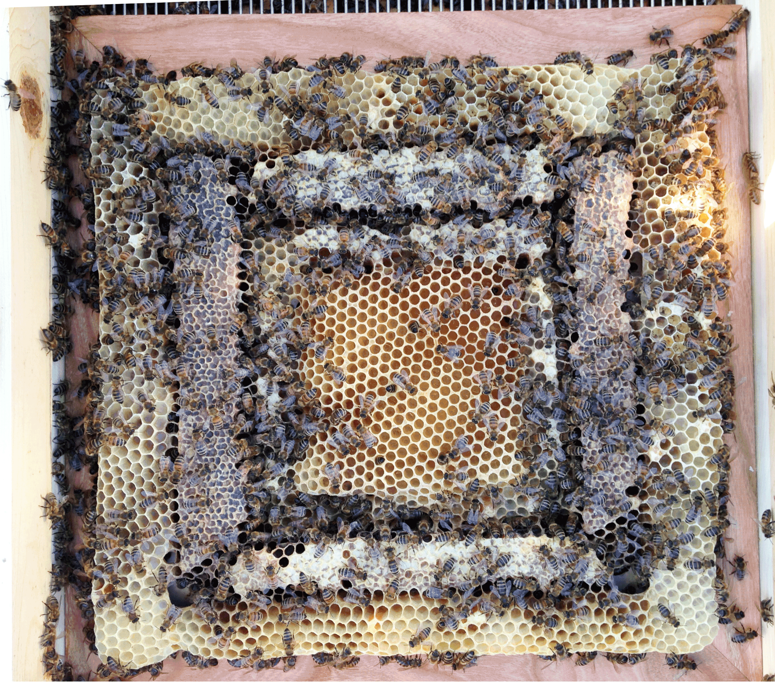 Bees in collaboration