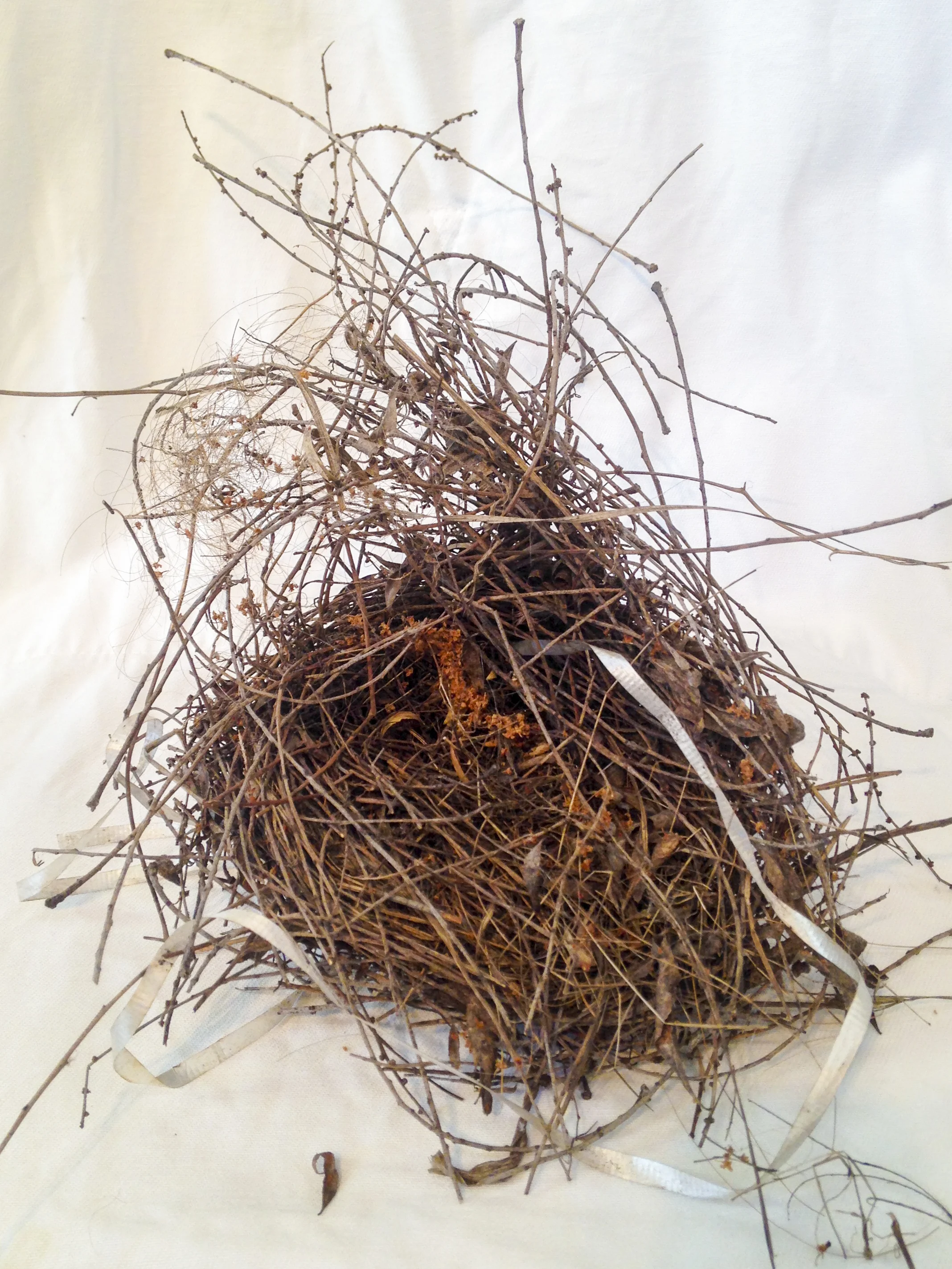 Bird nest with plastic ribbon and hair
