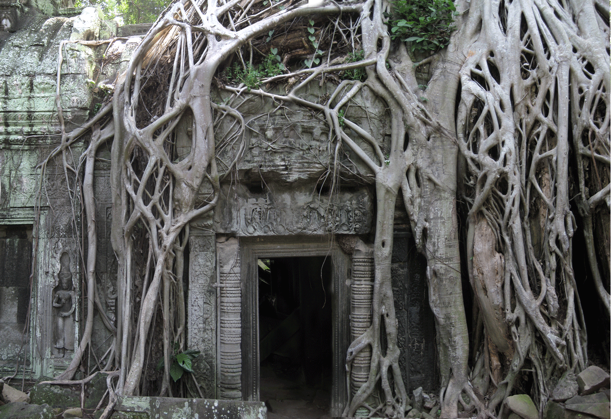 Strangler fig
