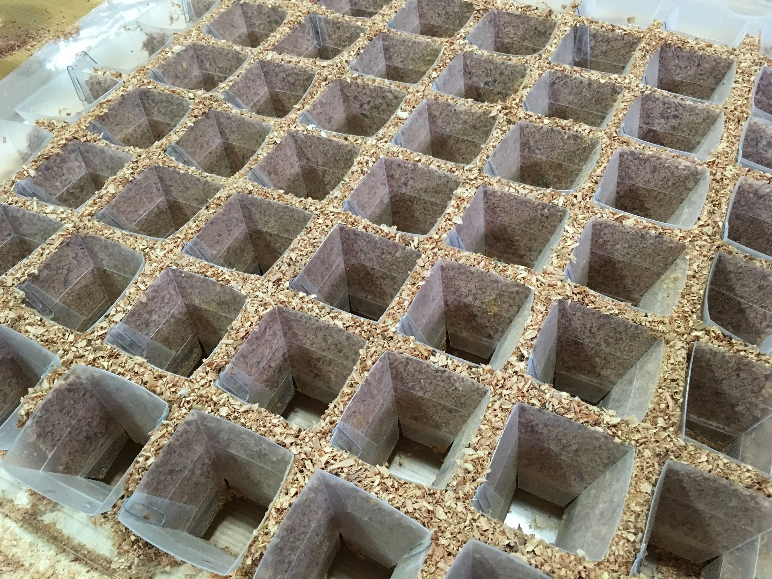 this is Absurd: Reishi