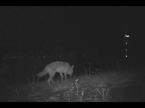 Coyote on Rodeo East