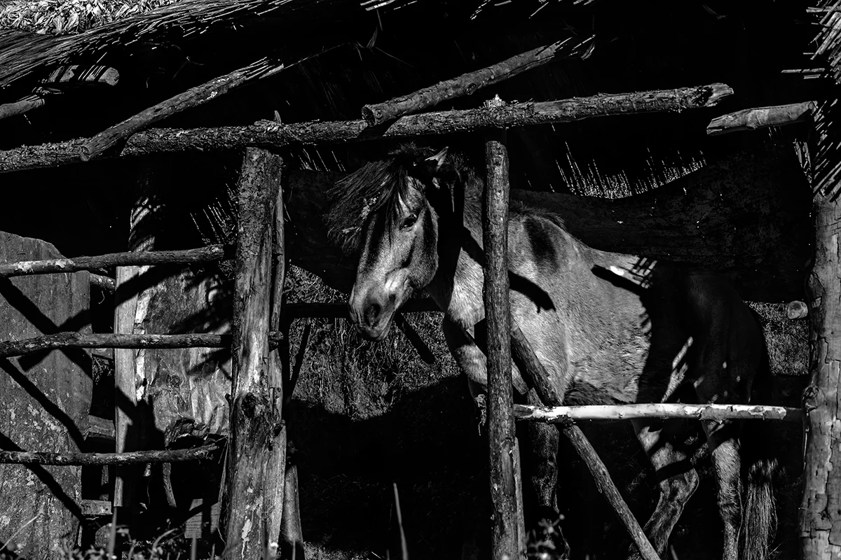 Photographer: Manabendra Bhattacharjee Country: India Title: Dark Horse