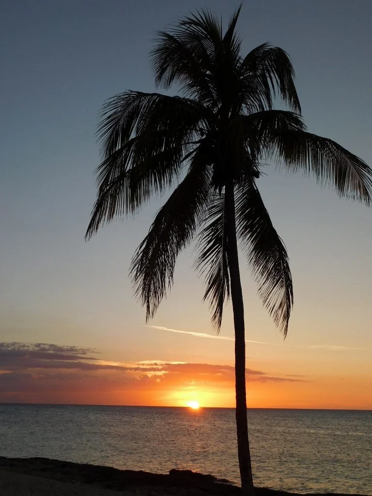 Photographer: Nathan McMurtrie Country: United Kingdom Title: Palm tree in the evening sun