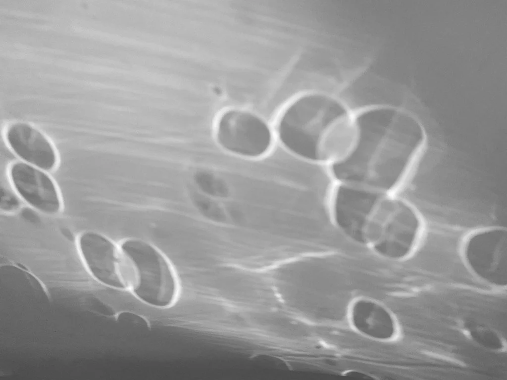18527839-0A28-4D94-80D6-0B96E6B4D434_1_105_c.jpeg