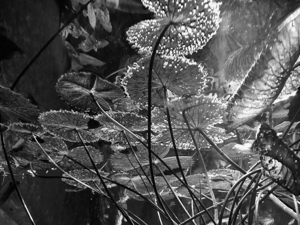 31F100D6-30C4-4BFB-AE45-66E3203C598C_1_105_c.jpeg