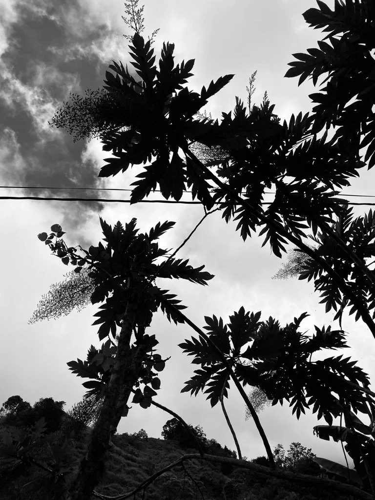 8A00B386-BB5A-4286-B5F1-B62578BE7855_1_105_c.jpeg