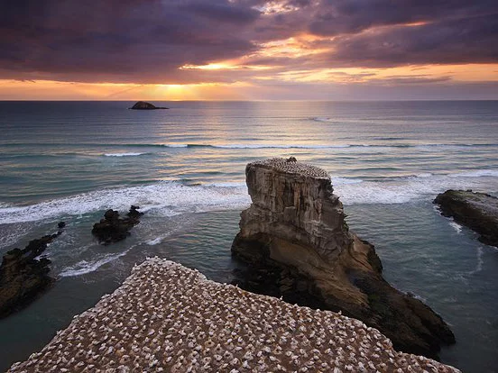 Muriwai Gannet Colony
