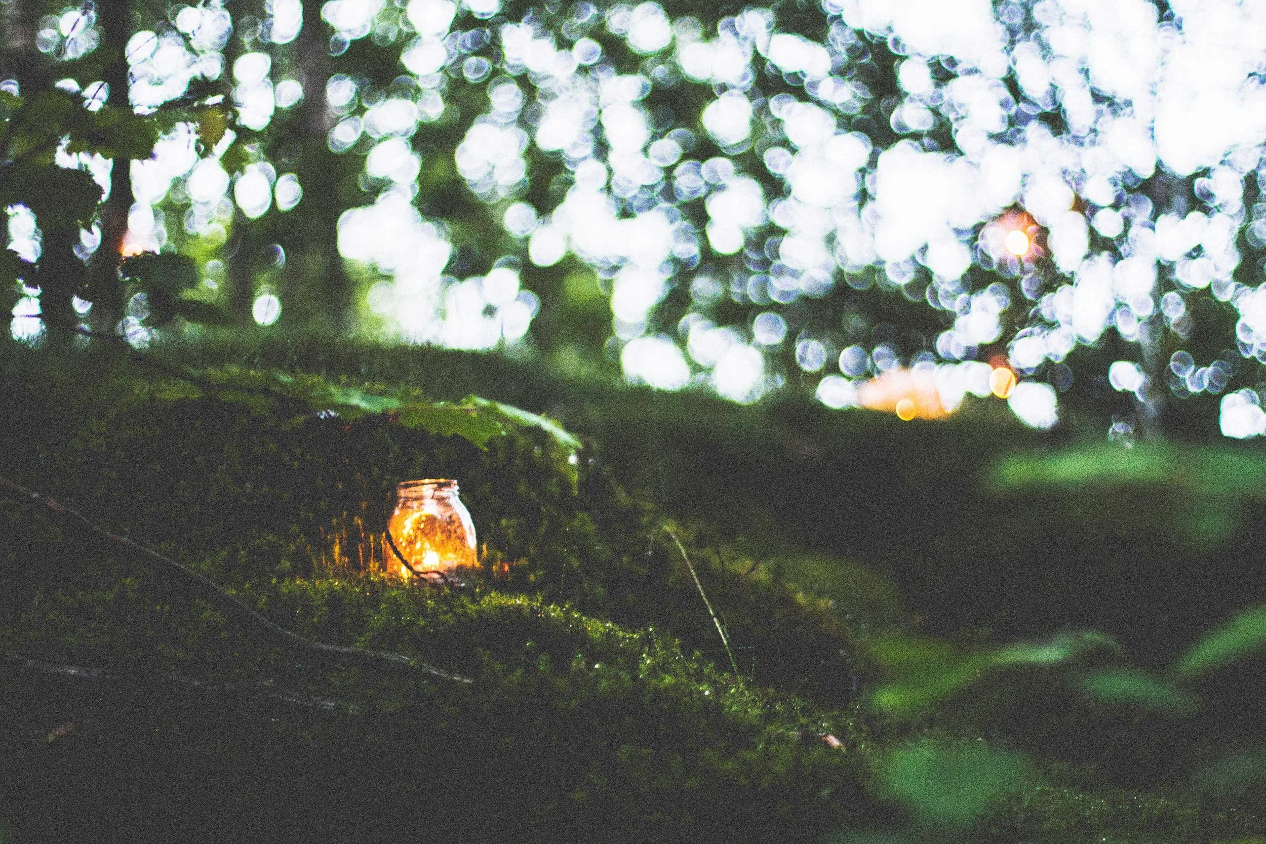 holistic-woodland.jpg