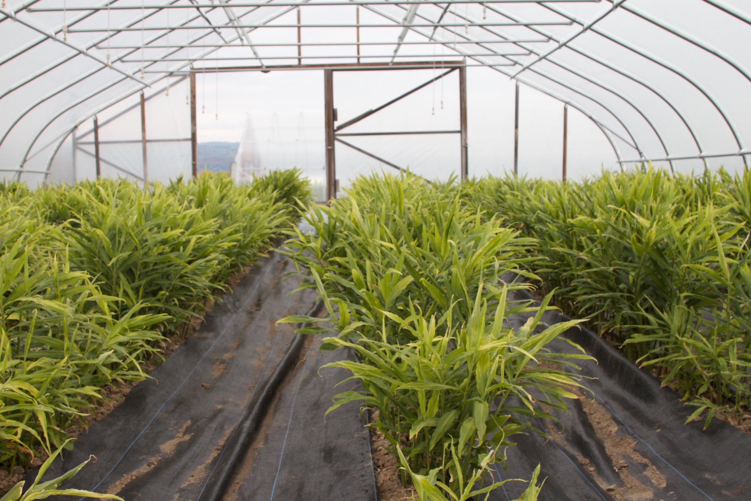 Ginger is usually a tropical crop from places like Hawaii and Peru, but it can be grown in northern climates in high-tunnels.