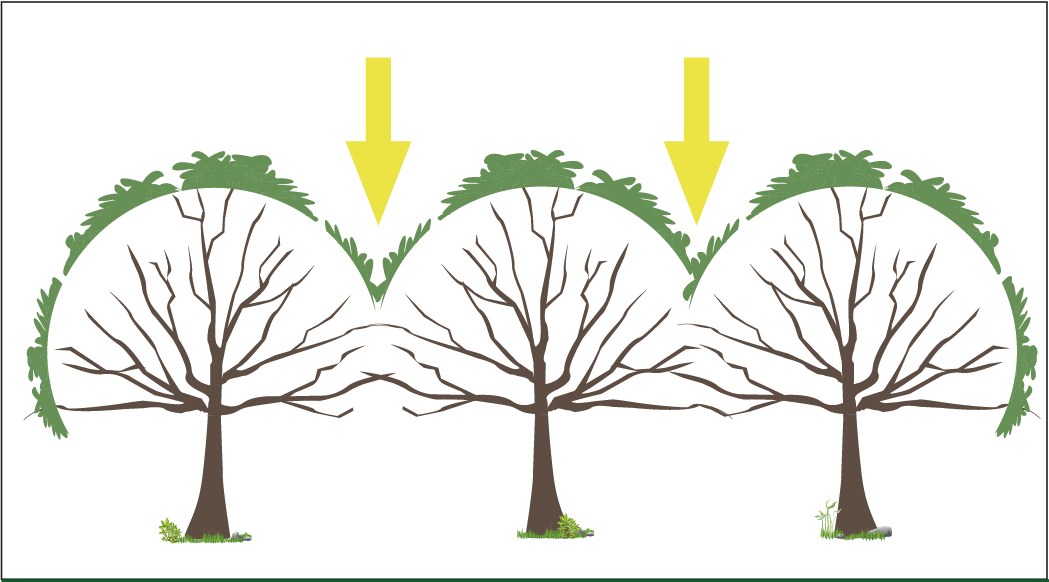 When trees are not pruned, but planted close together, they compete for light, and crowd each other out. The wood on the bottom branches of these trees will not produce nuts. Source