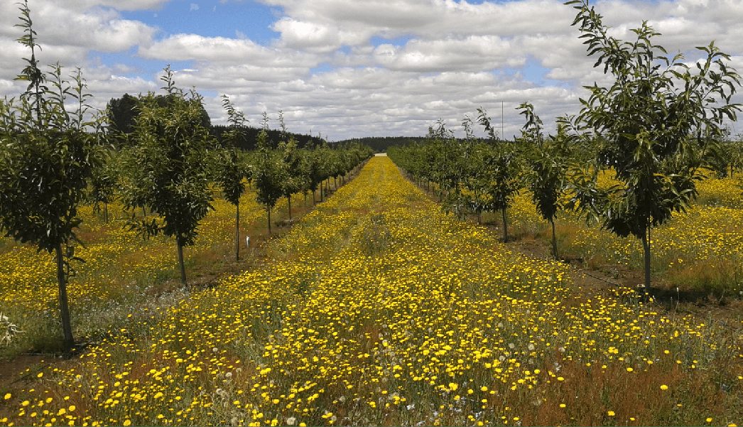 Chestnuts alley cropped with pasture in Chile. What yields, in between the rows of trees, would be best for your context? Source