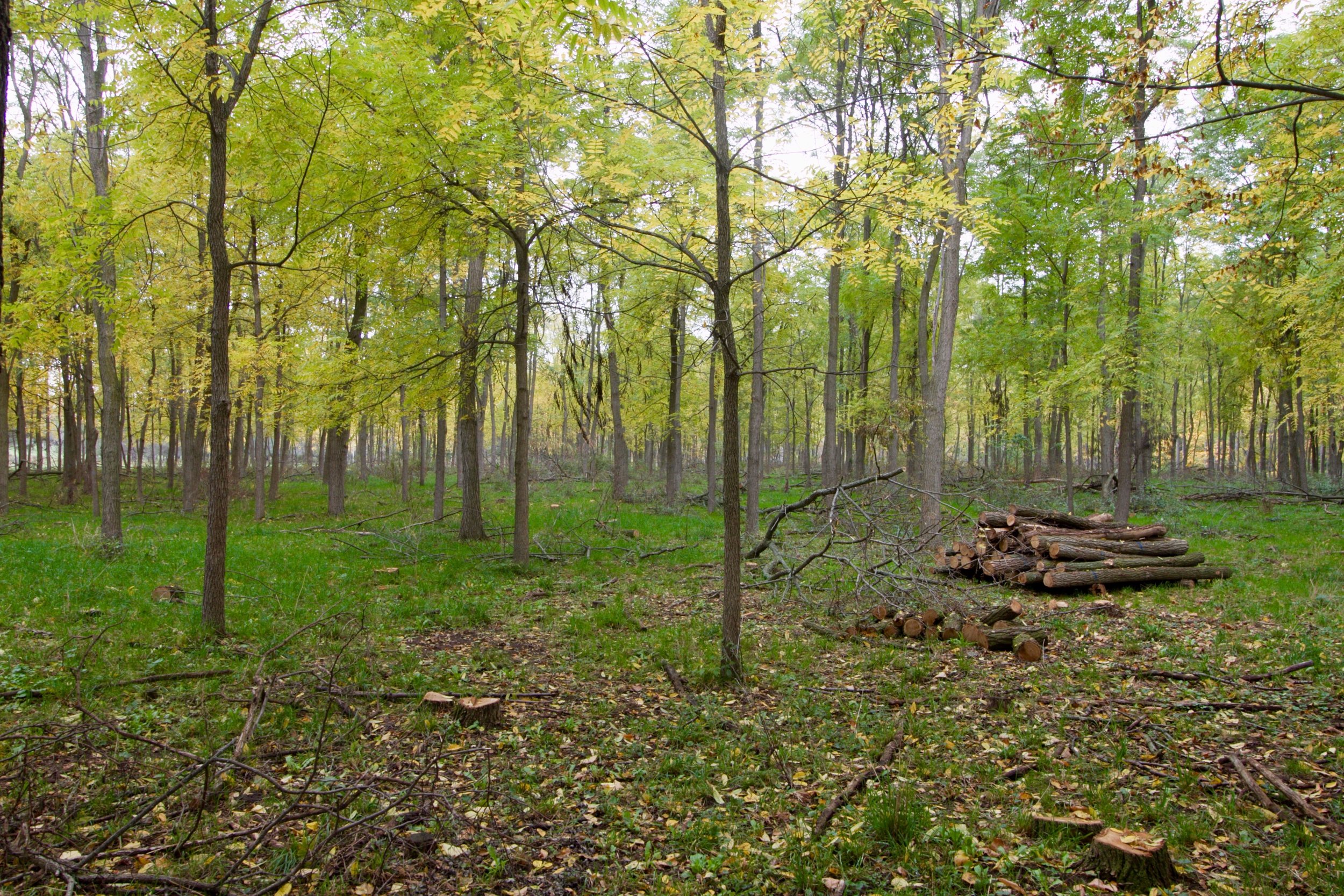 A black walnut and black locust plantation, managed as a silvopasture