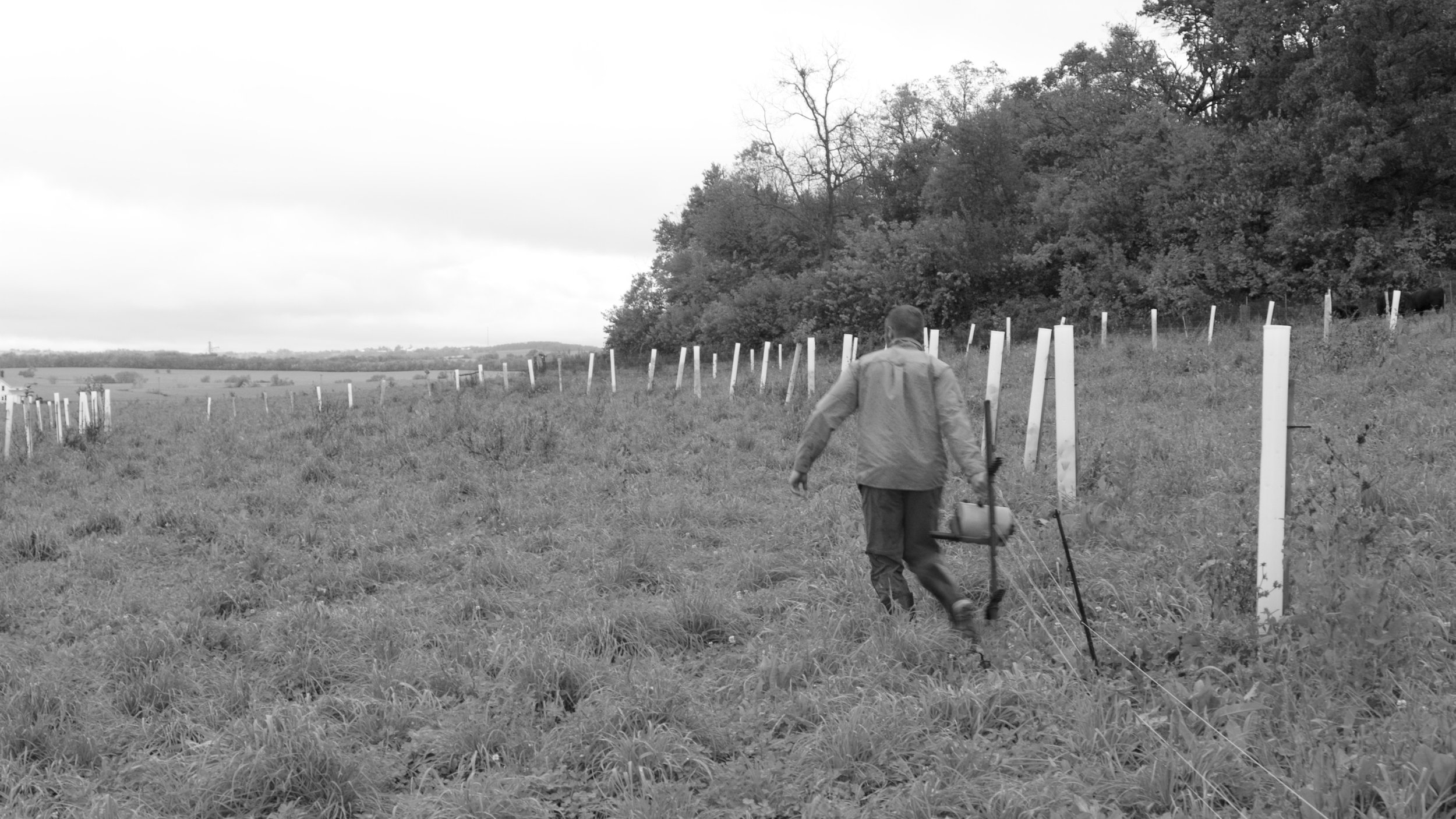 Mobile fencing allows Jacob to graze cattle, pigs, sheep, and laying hens between his rows of trees. Apples, pears, oaks, chestnuts are laid out in curving parallel rows that approximately follow the contour of the land.