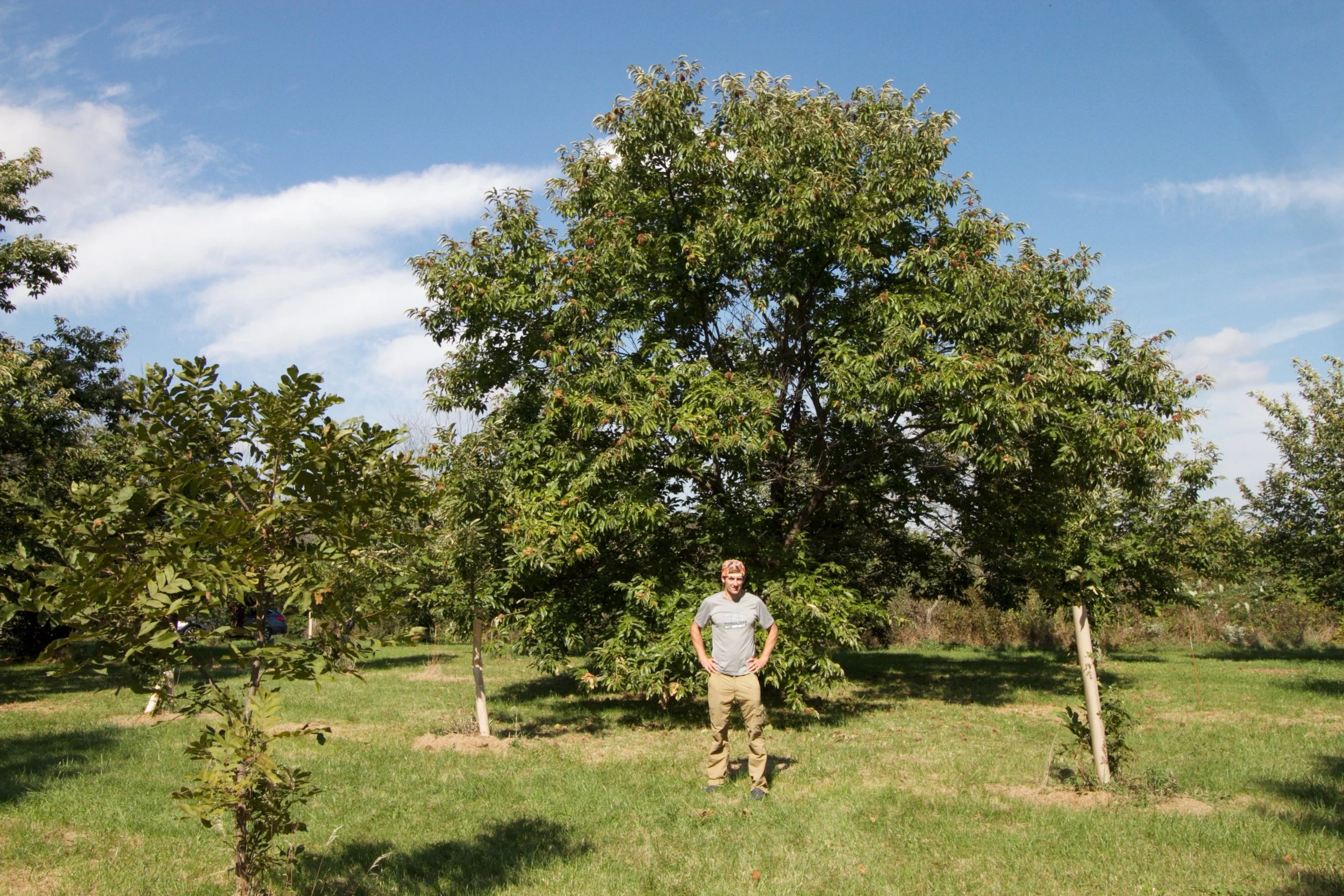 Mature chestnut trees will grow to 30 feet tall, but are pruned to increase fruiting.