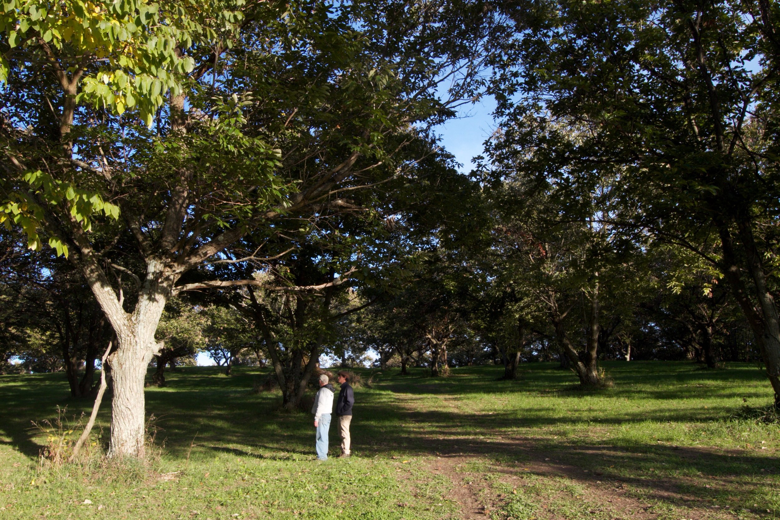 "I planted these trees when I was a junior in high school, in 1972." Greg and Jeremy walk through the Rt. 9 orchard.