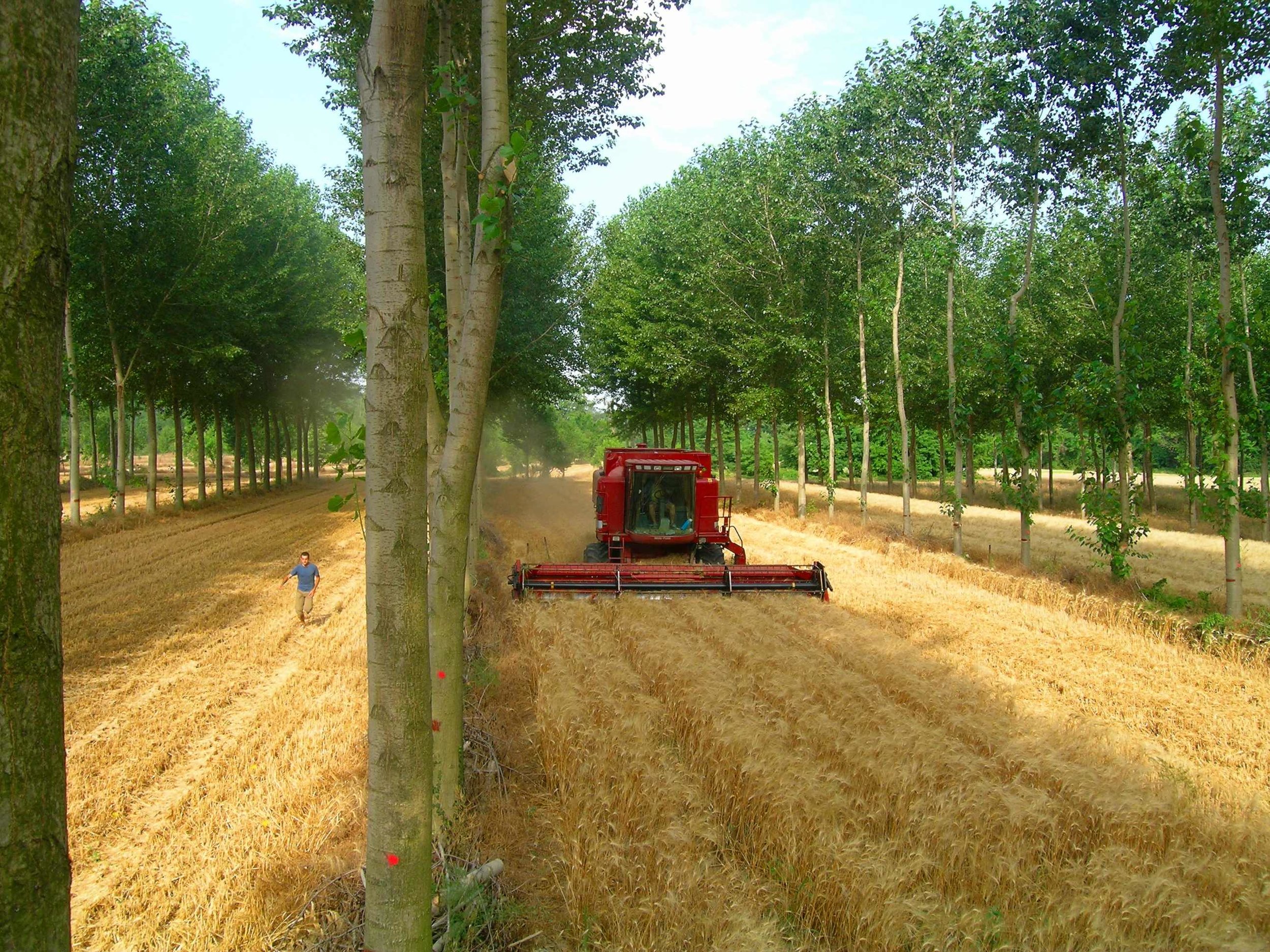 Alley-cropped poplar and wheat in Southern France: timber and food crops are not mutually exclusive.