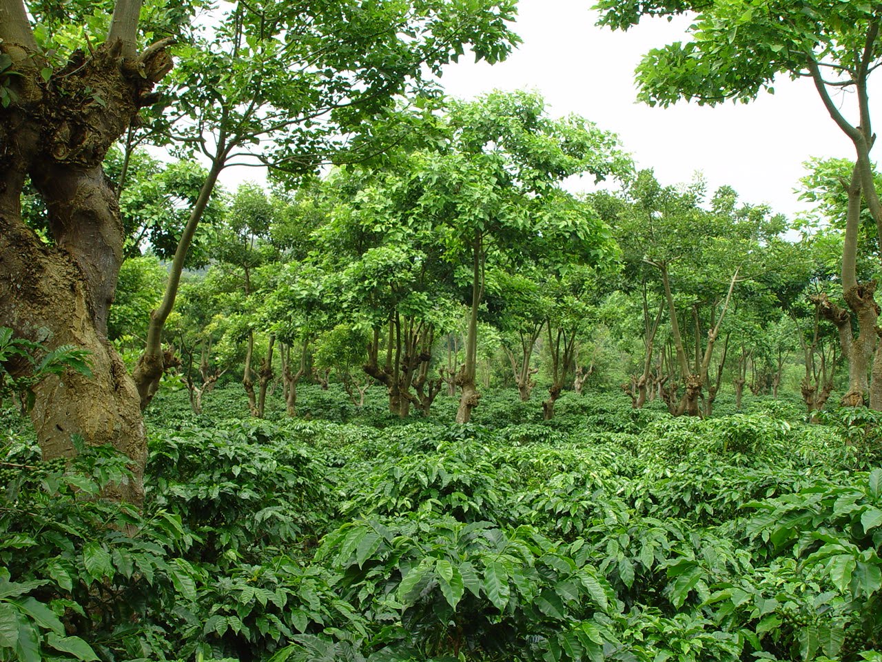 From a satellite image, it is extremely difficult to distinguish between native rainforest and a shade-grown coffee plantation.