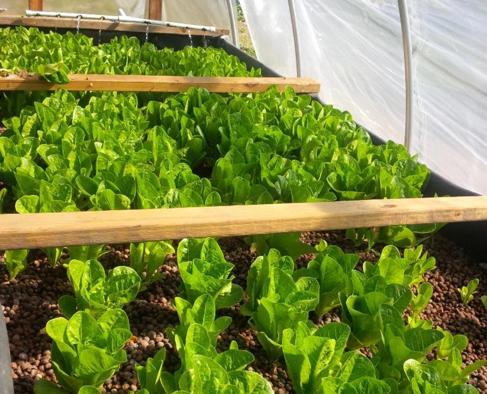 Romaine lettuces growing at the Growing Local NOLA aquaponic farm in New Orleans, LA