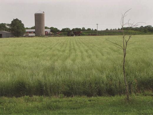 A Kernza perennial grain field, grown by farmer Charlie Melander near Salina, Kansas. Photograph: The Land Institute.