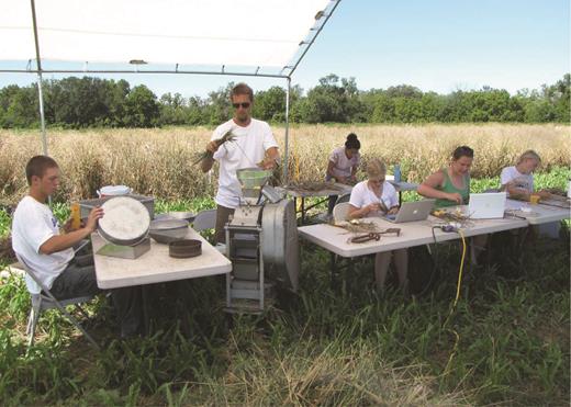 Lee DeHaan, lead scientist with the Land Institute's Intermediate Wheatgrass Program, with interns and graduate students, collecting data and hand threshing Kernza perennial grain. Photograph: The Land Institute.