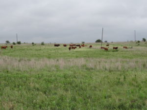 Multi-paddock grazing has been shown to be an effective conservation practice on grazing lands for enhancing water conservation and protecting water quality. (Texas A&M AgriLife photo by Kay Ledbetter)